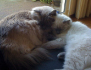 baas2