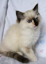 kitten1