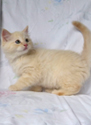 kitten2
