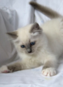 kitten3