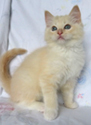 kitten4